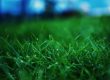 healthy lawn